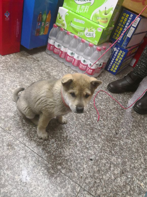 一宠主不远万里从广西淘来的土狗,虽然价格昂贵,但网友都说值了