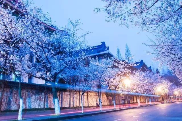 最美樱花季在哪里,南京赏樱大全带你去看最美樱花