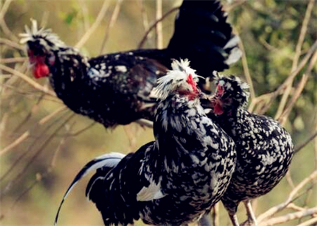 贵妃鸡的养殖前景和需求如何,散养贵妃鸡多少钱一斤