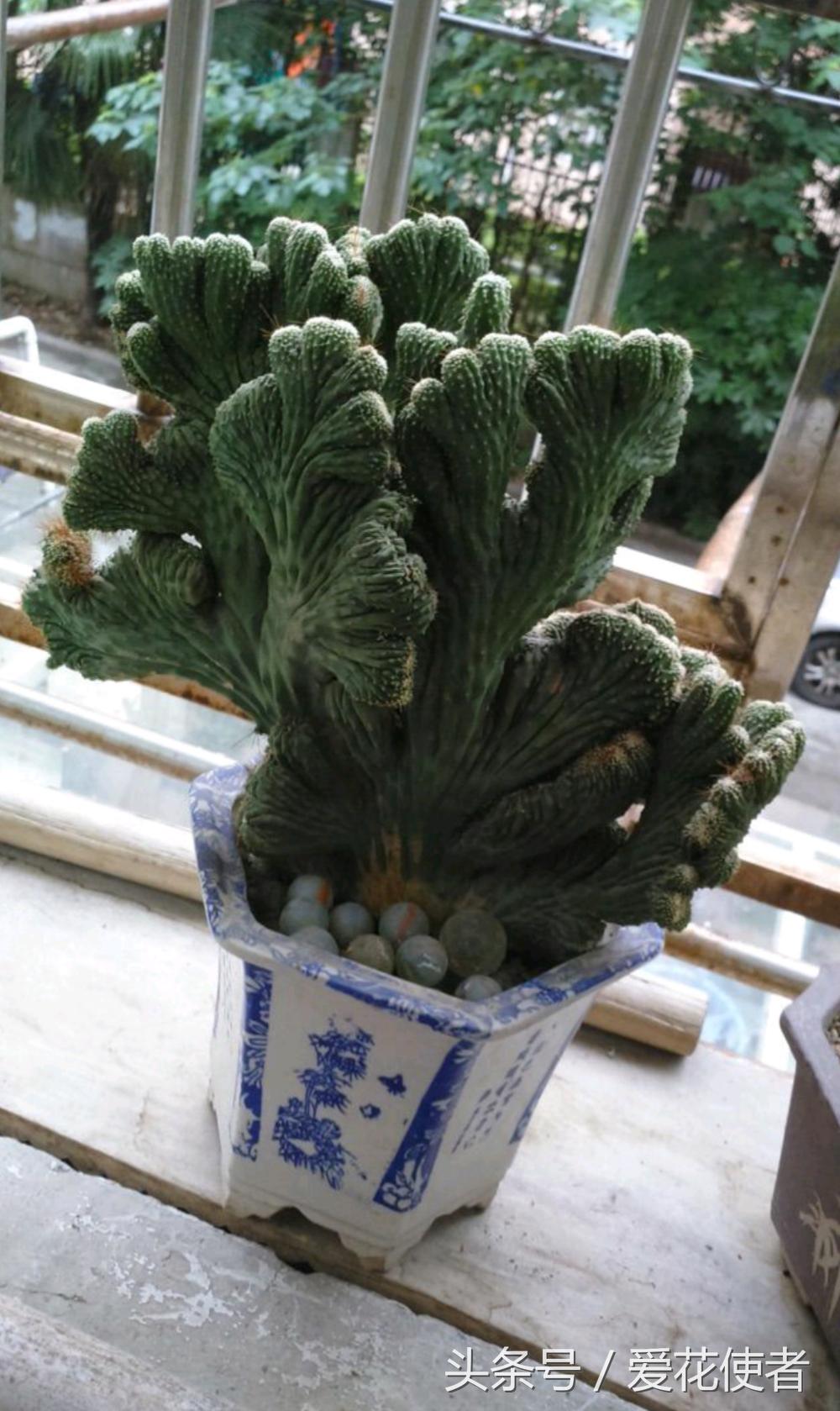 会养多肉的朋友和多肉爱好者,喜欢多肉的朋友们注意什么