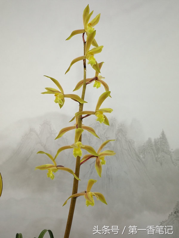 393：麻壳素不同于赤壳素以及兰花苞衣上麻的释义