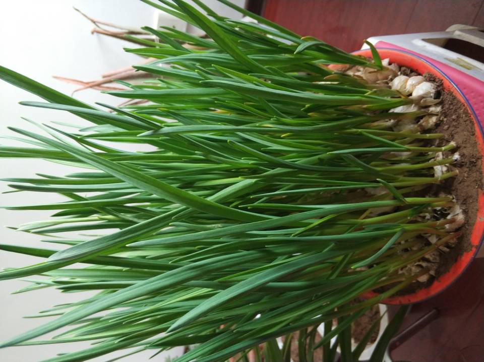 阳台种菜怎样种植才好活,用什么阳台种菜好养活一些