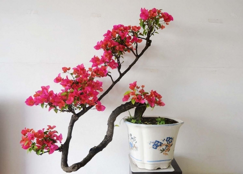 三角梅上出现蚜虫怎么办,三角梅的蚜虫怎么防治效果好呢