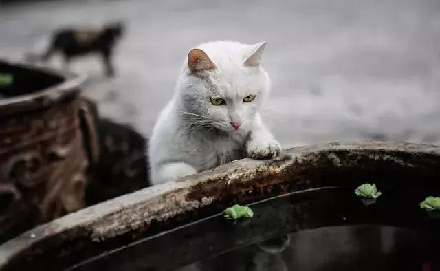 鐚眴妗堜欢,鐚眴鐩存挱琚墦浜嬩欢鍚庣画