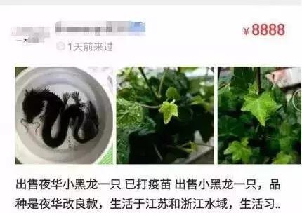 闲鱼上低价商品靠谱吗,某鱼买家下单联系不上买家怎么办