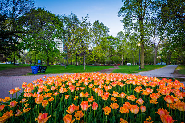 旅行多伦多春天赏花风景 (世界十大赏花地方)