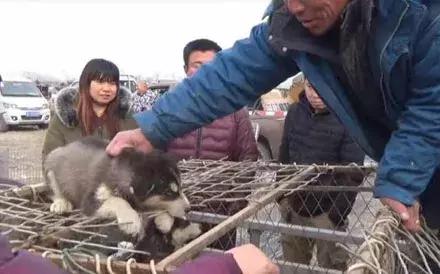 500元一只哈士奇没人要，农民工说了这句话后被路人疯抢