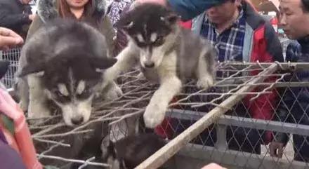 农民工500卖哈士奇,却没人敢买,路人教他喊“不拆不要钱”