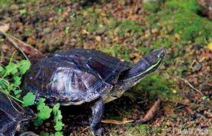 养殖龟赚钱吗,一般养殖什么龟最赚钱