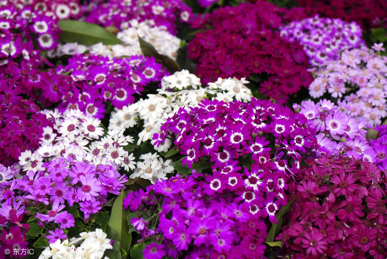 绿萝不施肥怎么养才能更旺盛,绿萝不用营养液不施肥怎么能养好