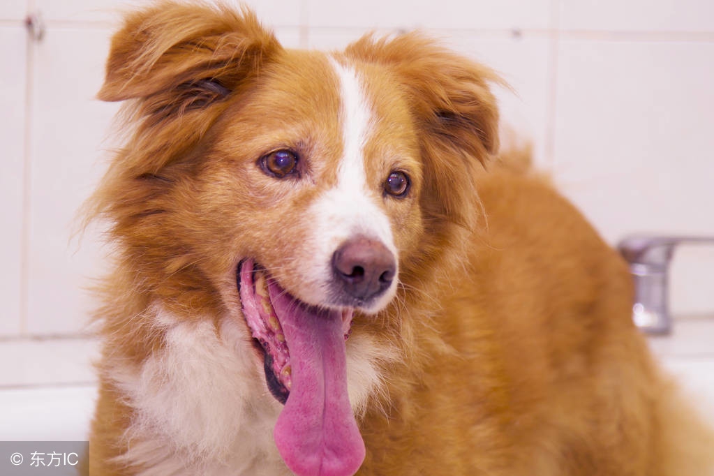 狗爪子真菌感染怎么治,狗爪子最常见的病