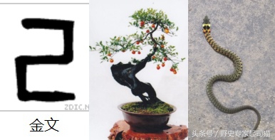 十二生肖为什么老鼠排在第一,老鼠为啥是十二生肖之首