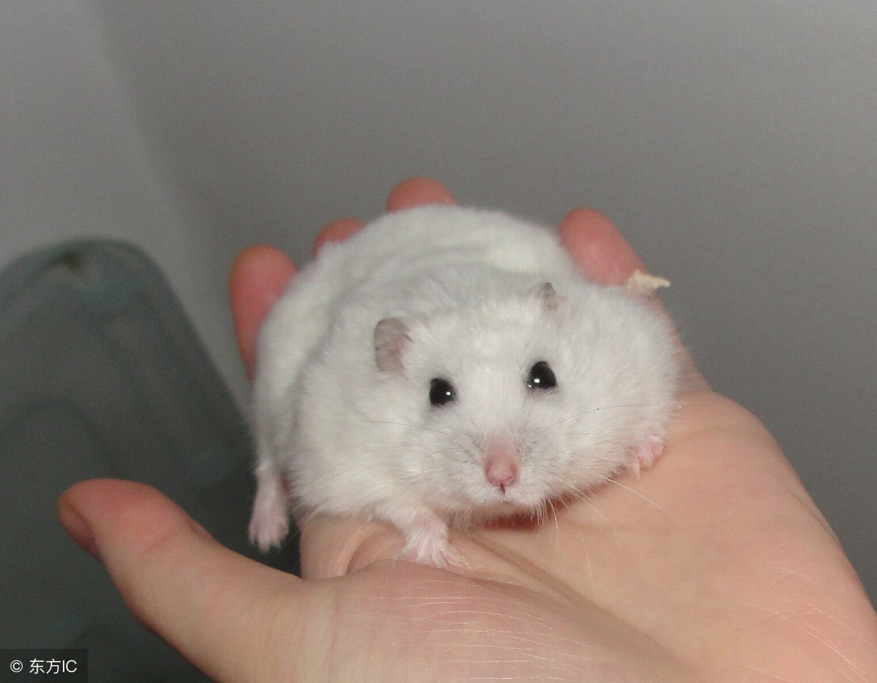 侏儒仓鼠哪种性格温顺,布丁和奶茶仓鼠哪个温顺