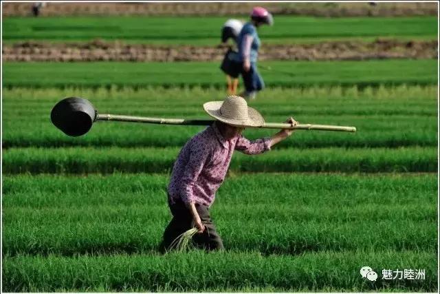 黄沙蚬新会,江门新会黄沙蚬季节