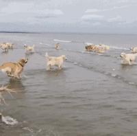 家里的萌宠,家里的萌宠长大后会变成什么样子