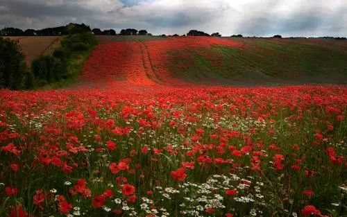 美爆了！下周起，全苏州人都将涌入这片花海...（内附白马涧中奖名单）