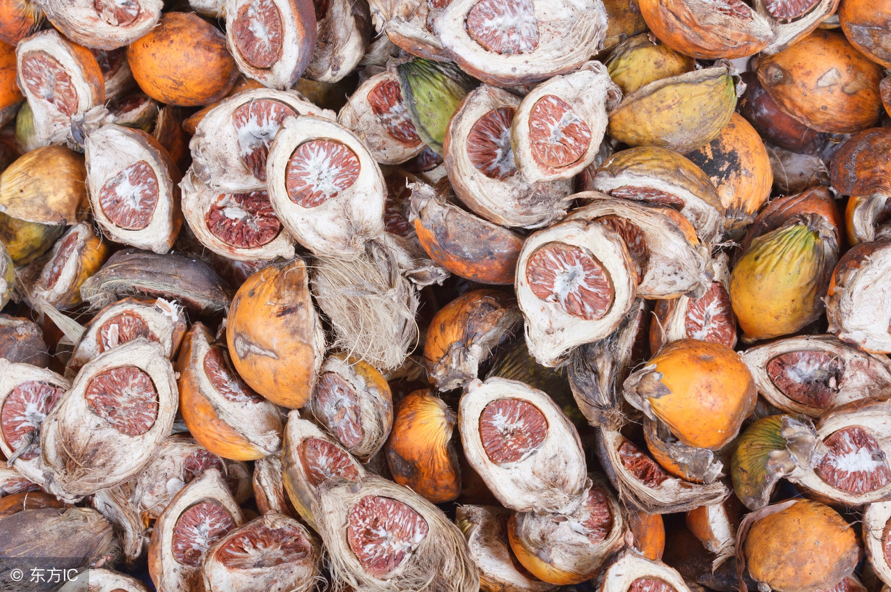 槟榔为什么不能多吃,槟榔是把双刃剑