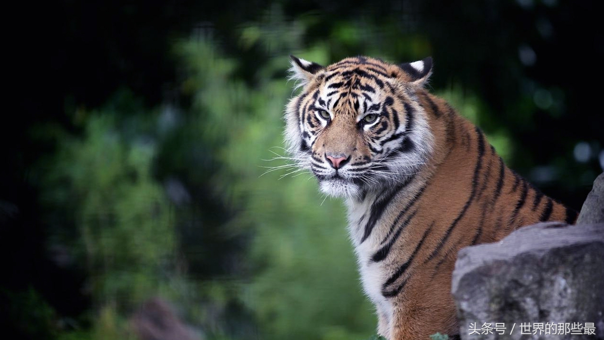 人类野外遇到老虎,人类遇到老虎怎么办