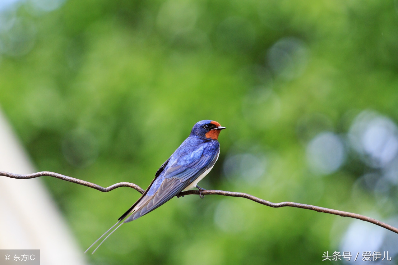 写春燕最美的诗词名句,描写春天燕子的诗句古诗词