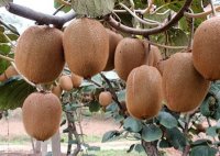 这些好吃的水果你吃过吗,这些好吃的零食你吃过吗