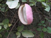 这些好吃的水果你吃过吗,这些好吃的零食你吃过吗