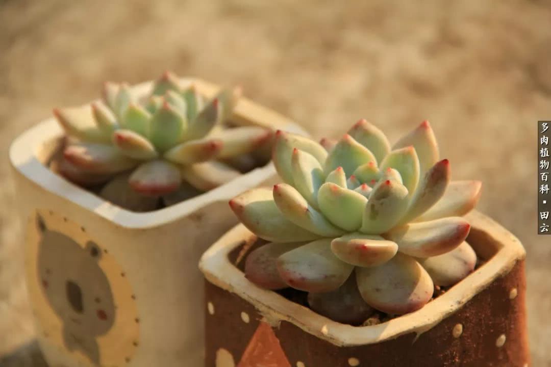 养多肉的精致生活,养多肉的乐趣在于没事瞎折腾