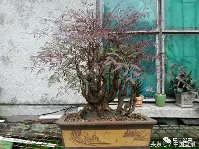 南天竹盆景鉴赏,南天竹盆景能放室内吗