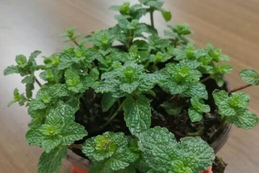 薄荷养殖方法与技巧和注意事项,薄荷的养殖方法和注意事项