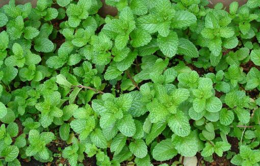 薄荷养殖方法与技巧和注意事项,薄荷的养殖方法和注意事项