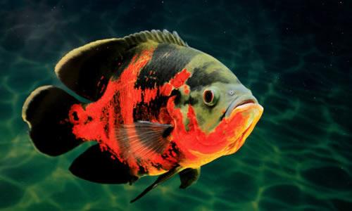 地图鱼掉尾巴了怎么办,地图鱼掉鳞是什么原因