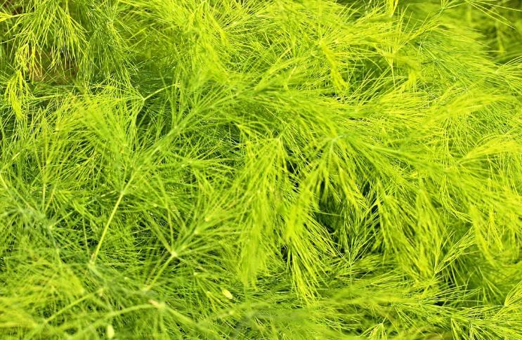 盘点10种世界上著名的带香味的草本植物