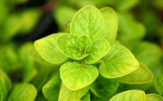 盘点10种世界上著名的带香味的草本植物