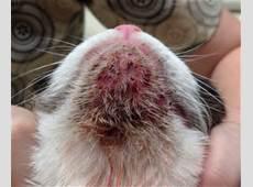 猫咪得了黑下巴该如何治疗,治疗猫咪顽固黑下巴