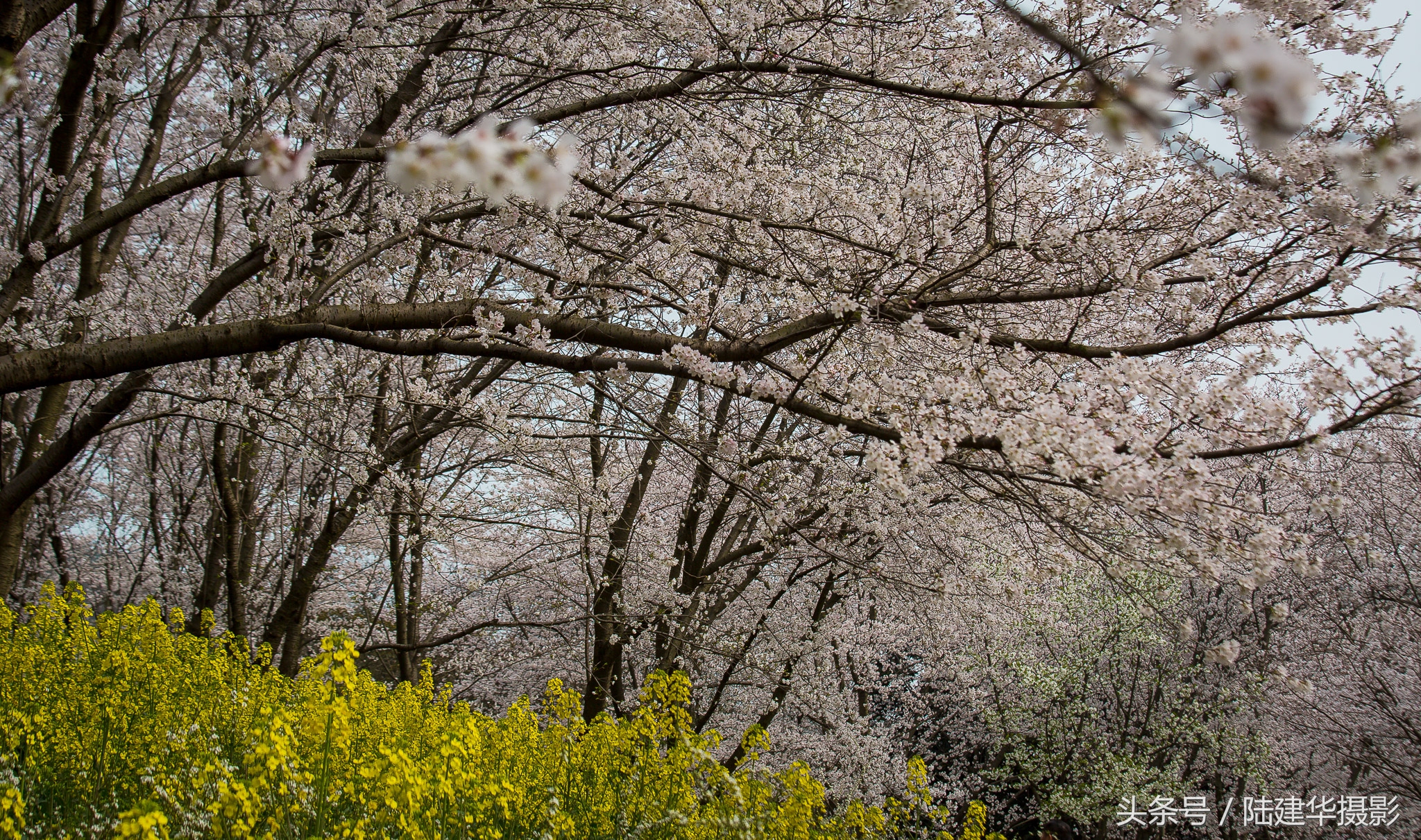 太湖鼋头渚樱花谷,鼋渚樱花是春天最浪漫的邂逅