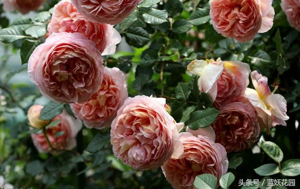 地栽月季怎么浇水,地栽月季浇水的最佳时间