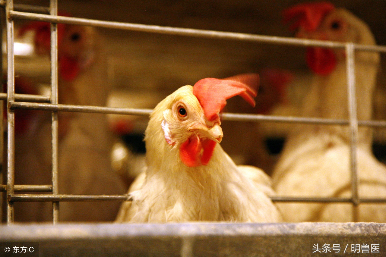 小鸡眼睛有气泡怎么用药,小鸡粪便有气泡什么原因