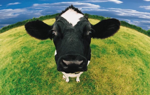 澳洲a2新款奶粉,澳洲牛奶a2官网