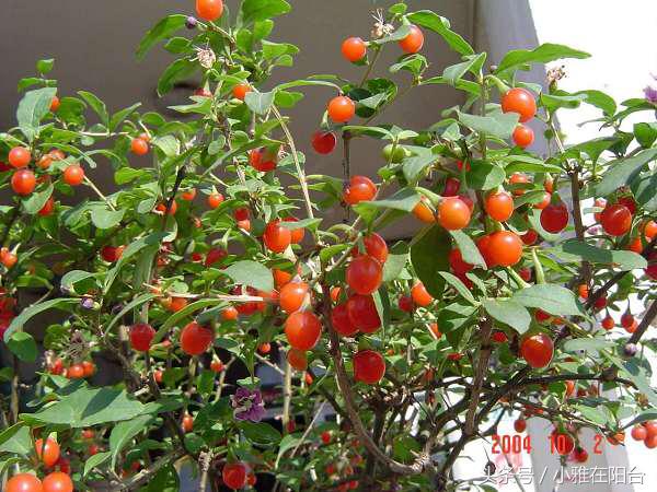 枸杞盆栽的正确栽培方法,枸杞几月插枝能活