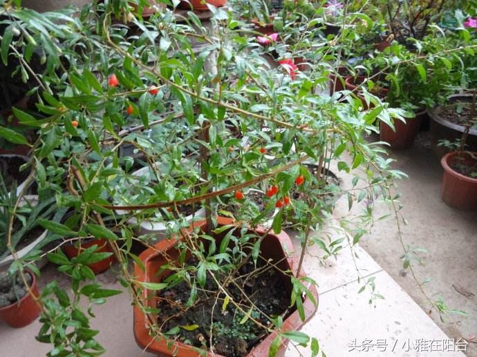 枸杞盆栽的正确栽培方法,枸杞几月插枝能活