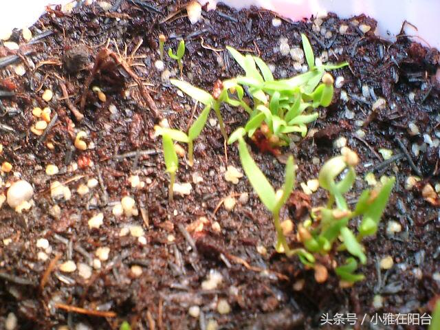 野生枸杞插枝种植方法,春天枸杞盆栽