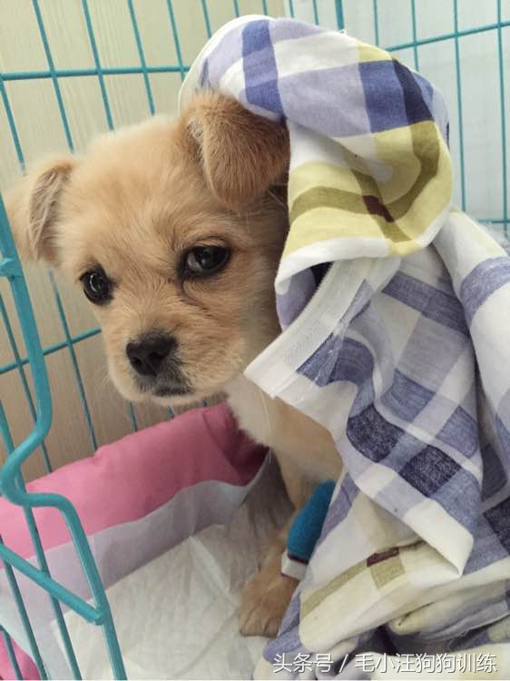 狗生坎坷总爱生病的小黄油，希望你未来的日子健康快乐平平安安！