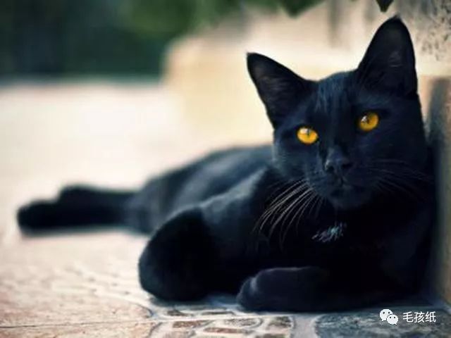 猫最常见的有哪几种品种,世界公认的猫种有哪些名字