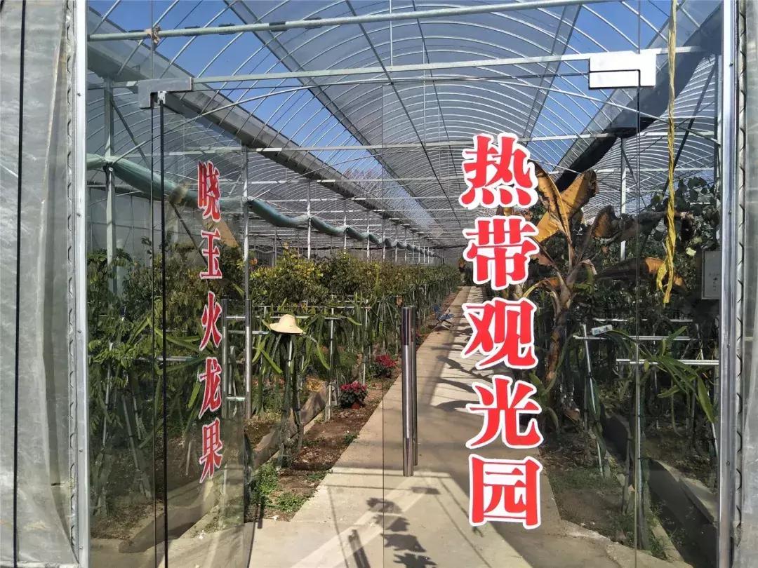 草莓车厘子芒果榴莲菠萝蜜猕猴桃,热带水果芒果榴莲火龙果