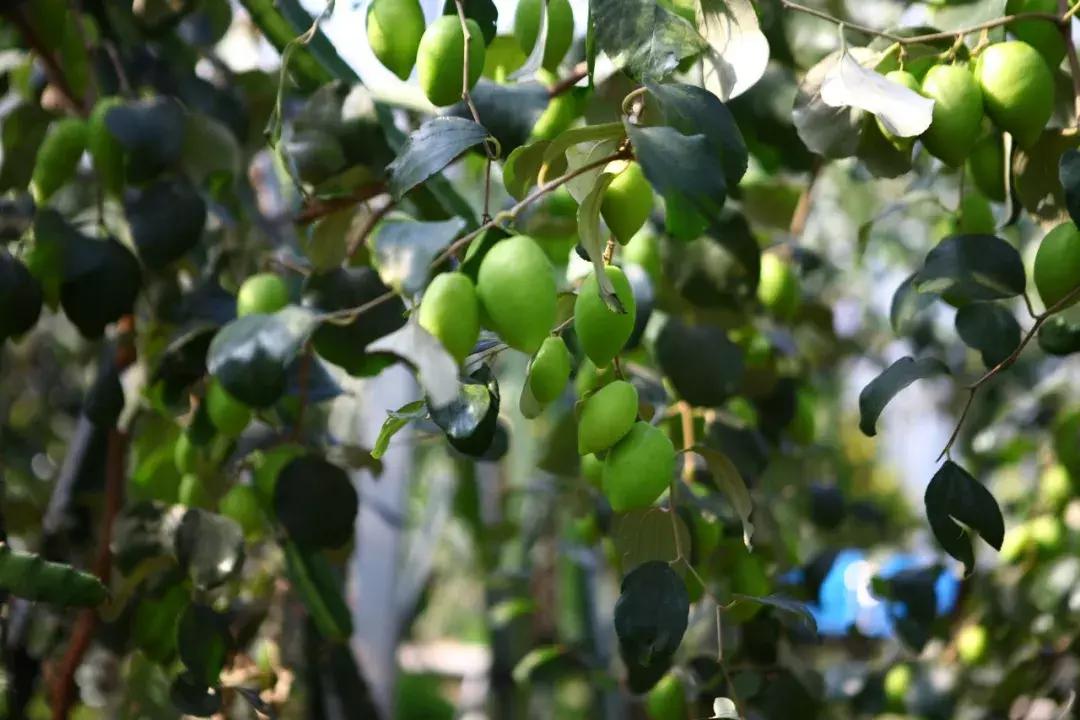 草莓车厘子芒果榴莲菠萝蜜猕猴桃,热带水果芒果榴莲火龙果