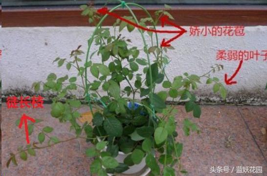 缺少阳光种什么月季,缺少直射光怎么养月季