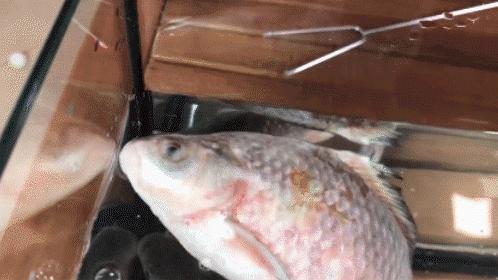 冰冻鱼起死回生实验,鱼冰冻实验