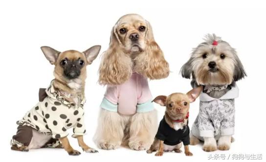 绝育对猫咪好处多还是坏处多,给狗做绝育有什么好处和坏处