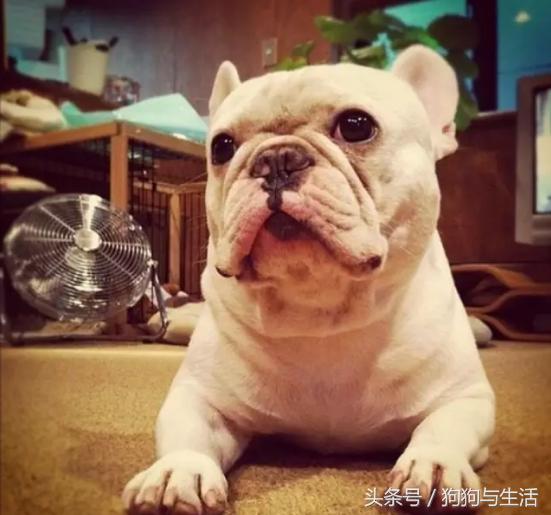 绝育对猫咪好处多还是坏处多,给狗做绝育有什么好处和坏处