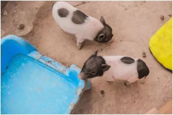 两家隐匿在迪士尼边的亲子度假庄园,采摘、烘焙,好的不得了!