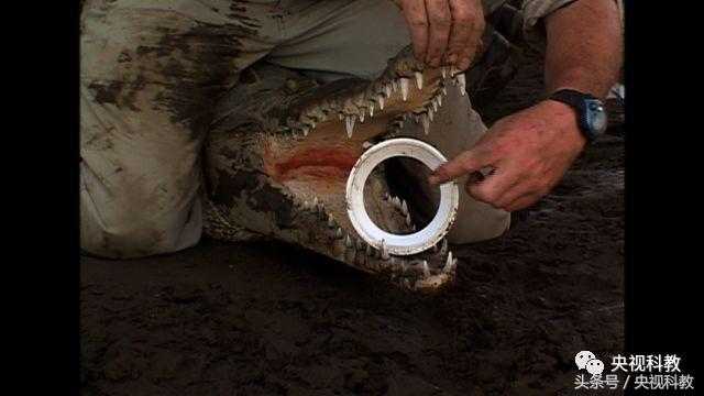 自然传奇之蟒蛇大追踪,自然传奇寻访大鳄巨蟒